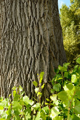 Schwarzpappelstamm, h.