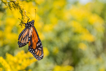 Newly emerged Monarch Butterfly (Danaus Plexippus) continues to dry its wings while feeding on goldenrod flowers