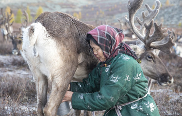 Obraz premium Tsaatan woman milking a reindeer in northern Mongolia