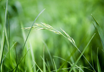 green grass and water drops after rain.