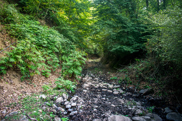 Fototapeta premium dry river in the forest. Beautiful green mountain trees
