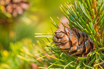 Pine cone and needles