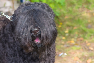 dog of terrier Close-up