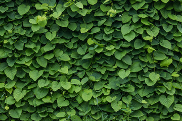 Naklejki  zielona ściana, tło roślin