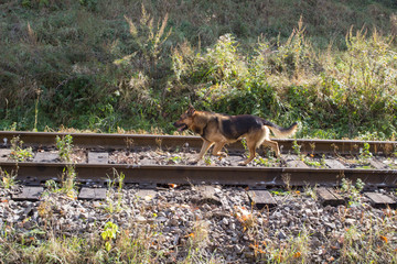 dog on the railroad track