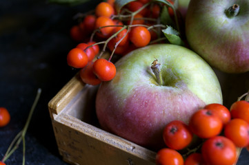 Apples and Rowan berries on a black background.