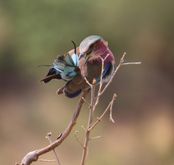 Lilac-breasted Roller_Coracias caudata_colorful bird_Gabelracke