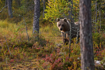 Naklejka na ściany i meble Wildflife photo of large brown bear (Ursus arctos) in his natural environment in northern Finland - Scandinavia in autumn forest, lake and colorful grass