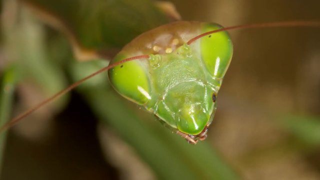 Praying mantis portrait