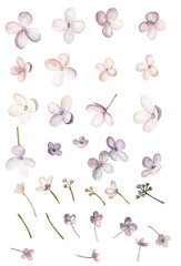 Pink flowers, 33 isolated elements