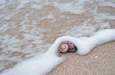 Seashell and wave