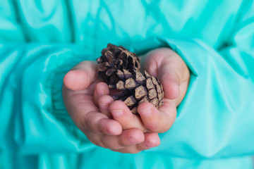 Closeup pine cones in little hands / Child holds pine cones in hand during the walk in forest