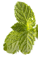 Fresh mint leaves isolated on white background.