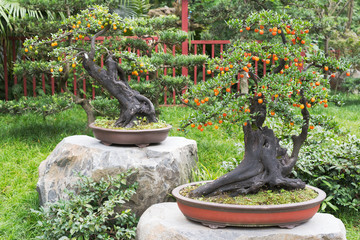 Two bonsais with orange fruits in a park, Chengdu, China
