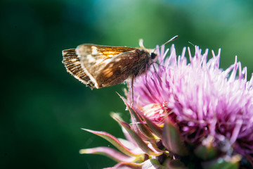 Moth on a Thistle