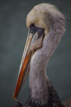 Pelican Portrait