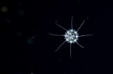 A Solmissus Jellyfish in the gulfstream at night.