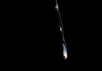 Image of a larval basslet at night.