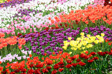 Colorful sunny field of tulips. Springtime seasonal floral background