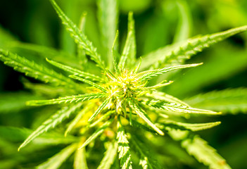 Cannabis grows wild in the summer, marijuana leaves