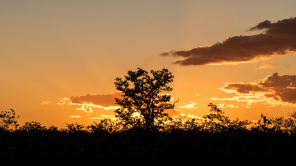 African Sunset