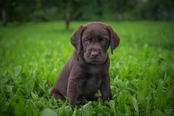 brown labrador puppy