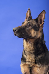 Deutscher Schäferhund Portrait