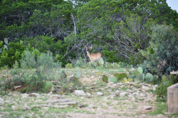 Obraz premium White Tail Buck Standing in Cactus
