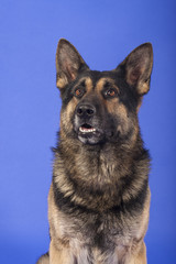 Deutscher Schäferhund Portrait