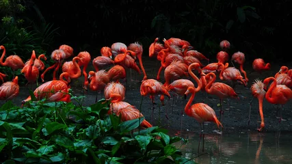 Photo sur Plexiglas Flamant Oiseau flamant rose dans la nature