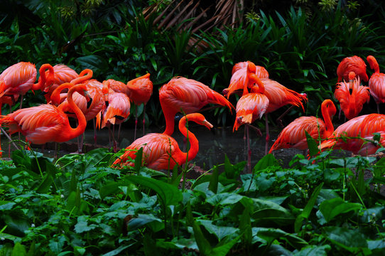 Flamingo bird in nature