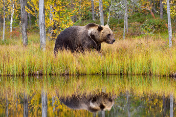 Wildflife photo of large brown bear (Ursus arctos) in his natural environment in northern Finland - Scandinavia in autumn forest, lake and colorful grass