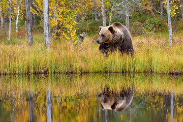 Wildflife photo of large brown bear (Ursus arctos) in his natural environment in northern Finland - Scandinavia in autumn forest, lake and colorful grass