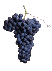 Blue grapes isolated on white background