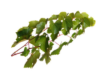 Branches of vine leaves isolated on white background