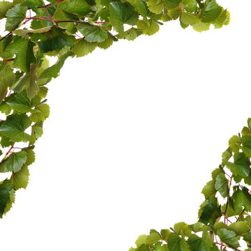 Branches Of Vine Leaves Isolated On White Background