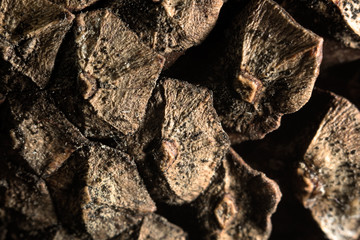 Texture of the surface of cones macro