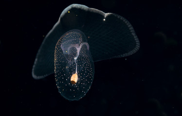 Fototapeta premium Image of animal known as a sea butterfly
