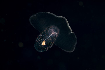 Image of animal known as a sea butterfly