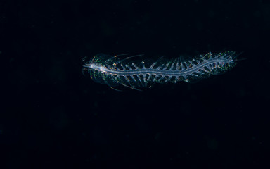 Image of a scaled worm at night.