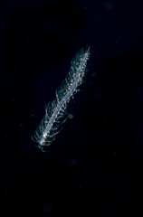 Naklejka premium Image of a scaled worm at night.