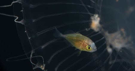 Larval sheltering under the dome of a hydromedusa jellyfish