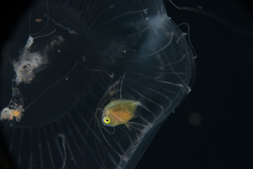 Larval sheltering under the dome of a hydromedusa jellyfish