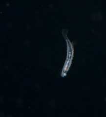 Image of a pelagic nudibranch at night.