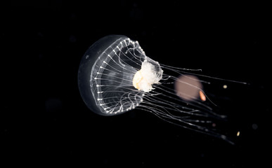 Unidentified jellyfish species at night in the ocean.