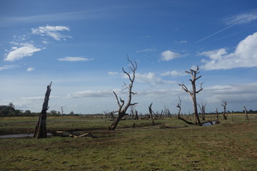 udawalawe national park, sri lanka