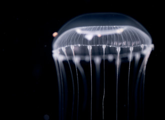Obraz premium Unidentified jellyfish species at night in the ocean.