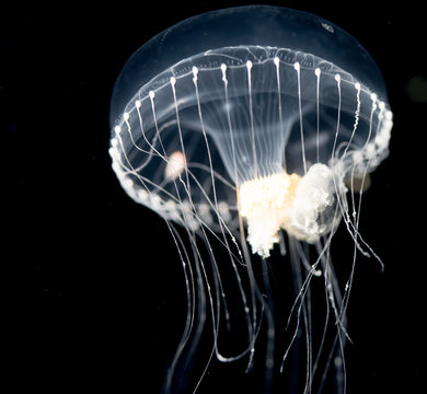 Unidentified jellyfish species at night in the ocean.