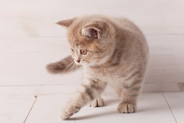 Scottish straight kitten on a wooden background