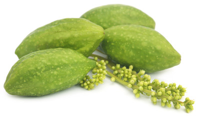 Fresh green medicinal haritaki fruits